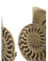 Настольный декор Eichholtz Ammonite set of 2 Eichholtz