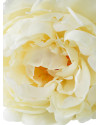 Букет Пионов 48шт Eichholtz real touch Ø70cm Eichholtz
