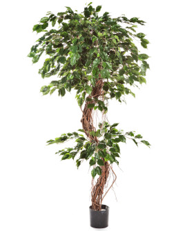 Искусственное растение Ficus Exotica Corkscrew / Фикус Экзотика спираль H210cm