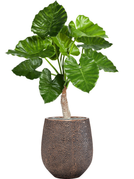 Artificial plant Alocasia Calidora H80cm NKoop FW