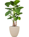 Искусственное растение Alocasia Calidora / Алоказия Калидора H120cm NKoop FW