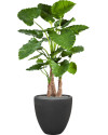 Искусственное растение Alocasia Calidora / Алоказия Калидора H120cm NKoop FW