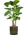 Искусственное растение Alocasia Calidora / Алоказия Калидора H120cm NKoop FW