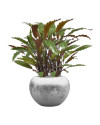 Искусственное растение Calathea Rufibarba Blue Grass / Калатея H60cm NKoop DP