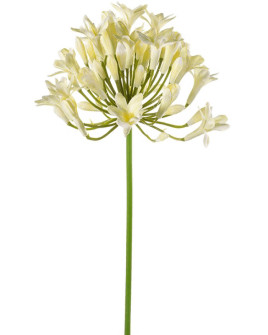 Штучна квітка Agapanthus cream / Агапантус H75cm