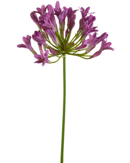 Штучна квітка Agapanthus purple / Агапантус H75cm