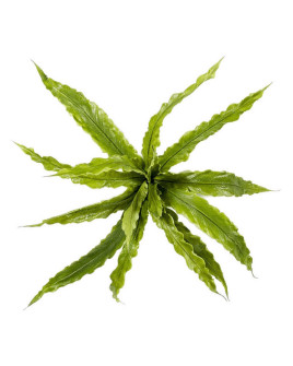 Искусственное растение Asplenium / Папоротник Асплениум H30cm