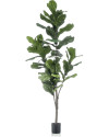 Искусственный Фикус Лирата H150cm