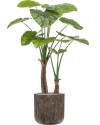 Искусственное растение Alocasia / Алоказия H110cm NKoop EEG