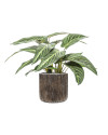 Штучна рослина Calathea Zebrina / Калатея H38cm NKoop EEG
