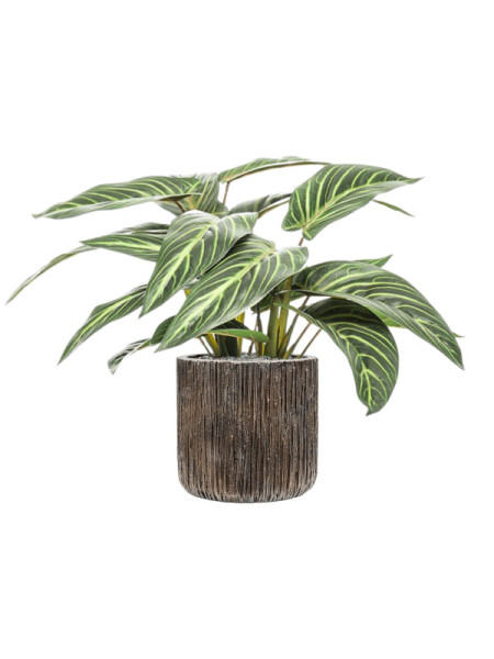 Штучна рослина Calathea Zebrina / Калатея H38cm NKoop EEG