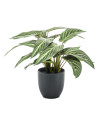 Штучна рослина Calathea Zebrina / Калатея H38cm NKoop EEG