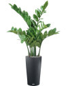 Artificial Plant Zamioculcas H70cm NKoop EEG