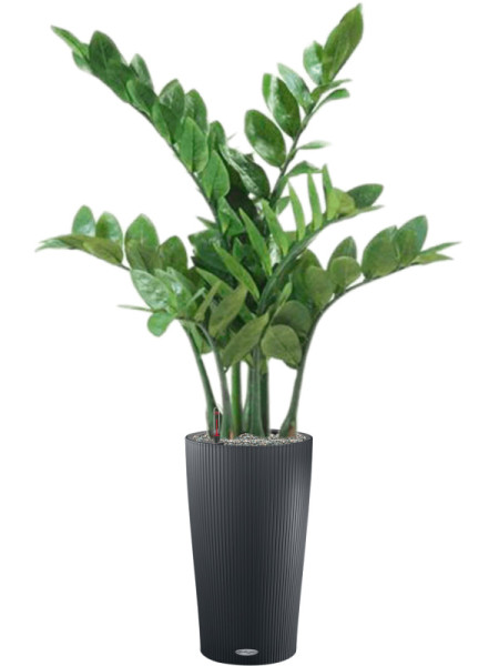 Artificial Plant Zamioculcas H70cm NKoop EEG