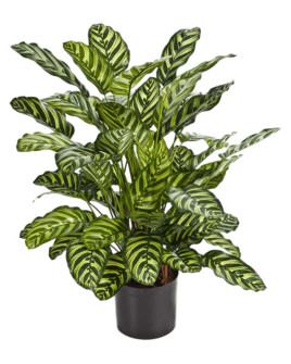 Искусственное растение Calathea / Калатея H78cm