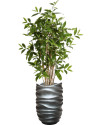 Искусственная Драцена Суркулоза H120cm NKoop FW