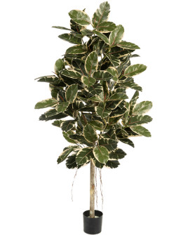 Искусственное растение Ficus Elastica Tree / Фикус Эластика пёстрый H210cm