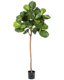 Искусственное растение Ficus Lyrata / Фикус Лирата H200cm