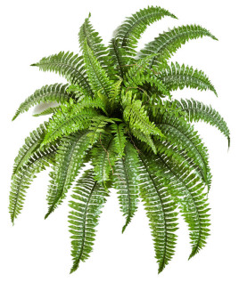 Искусственное растение Папоротник Boston Nephrolepis H75cm