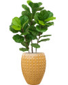 Искусственное растение Ficus Fiddle Tree / Фикус лировидный H90cm NKoop DP