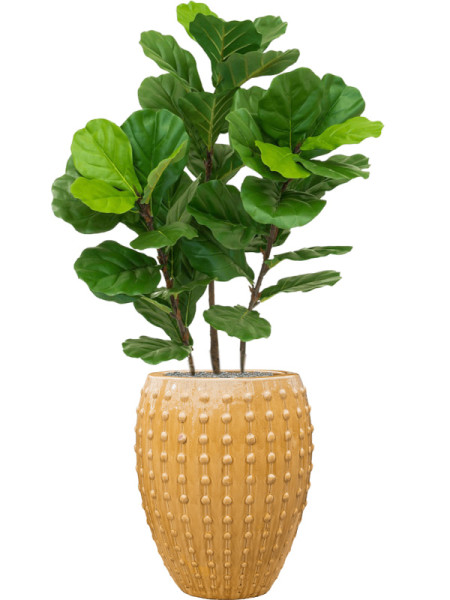 Искусственное растение Ficus Fiddle Tree / Фикус лировидный H90cm NKoop DP