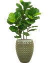 Искусственное растение Ficus Fiddle Tree / Фикус лировидный H90cm NKoop DP