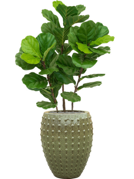Искусственное растение Ficus Fiddle Tree / Фикус лировидный H90cm NKoop DP