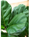 Искусственное растение Ficus Fiddle Tree / Фикус лировидный H90cm NKoop DP