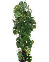 Artificial Plant Monstera H75cm NKoop EEG