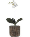 Artificial Plant Orchid Phalaenopsis white H55cm NKoop EEG