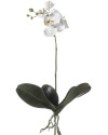 Artificial Plant Orchid Phalaenopsis white H55cm NKoop EEG