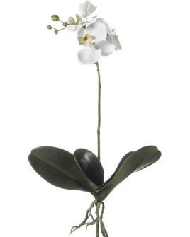 Artificial Plant Orchid Phalaenopsis white H55cm