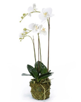Artificial Plant Orchid Phalaenopsis white H70cm