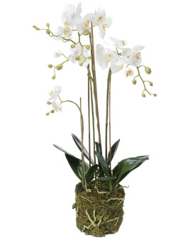 Artificial Plant Orchid Phalaenopsis white H80cm