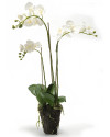 Artificial Plant Orchid Phalaenopsis white H75cm NKoop EEG