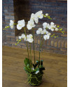 Artificial Plant Orchid Phalaenopsis white H90cm NKoop EEG