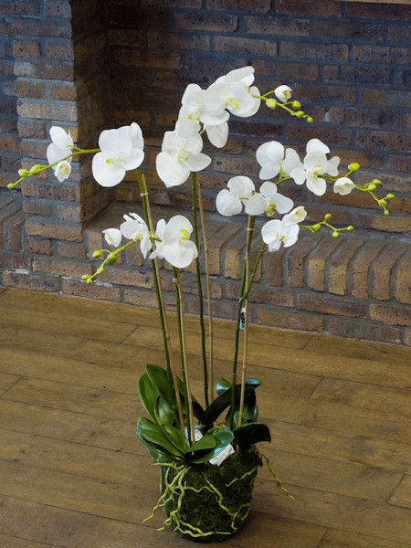 Artificial Plant Orchid Phalaenopsis white H90cm NKoop EEG
