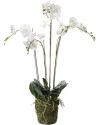 Artificial Plant Orchid Phalaenopsis white H90cm NKoop EEG