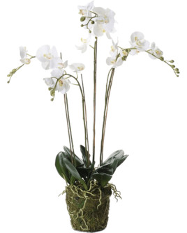 Artificial Plant Orchid Phalaenopsis white H90cm