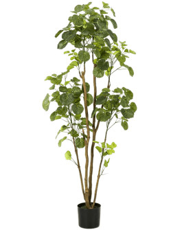 Искусственное растение Polyscias / Полисциас H160cm