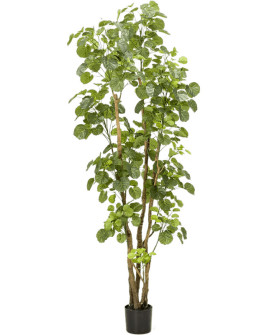 Искусственное растение Polyscias / Полисциас H195cm