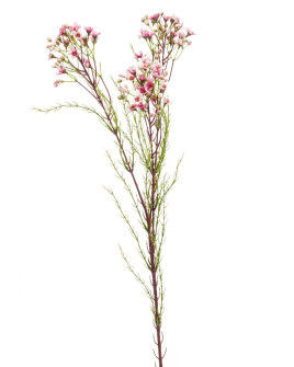 Искусственный цветок Wax Flower Pink / Хамелациум H78cm