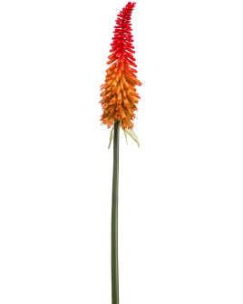 Штучна квітка Kniphofia Orange / Кніфофія H70cm