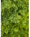 Искусственное растение Iceland Moss / Исландский мох 50x50cm NKoop EEG