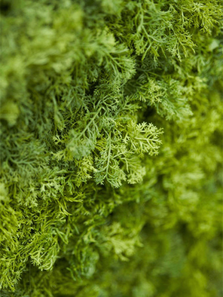 Искусственное растение Iceland Moss / Исландский мох 50x50cm NKoop EEG