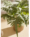 Искусственное растение Phlebodium bush / Папоротник Флебодиум H67cm NKoop EEG