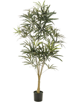 Искусственное растение Plerandra Elegantissima / Плерандра H145cm