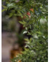 Artificial Plant Ruscus Tree H180cm NKoop EEG