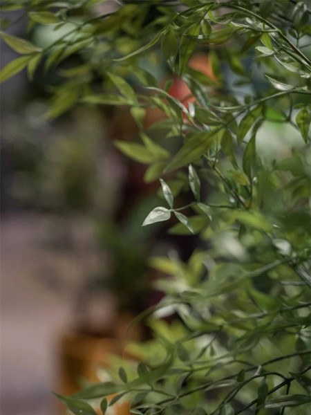 Artificial Plant Ruscus Tree H180cm NKoop EEG