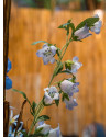 Artificial Flower Campanula Blue H88cm NKoop EEG